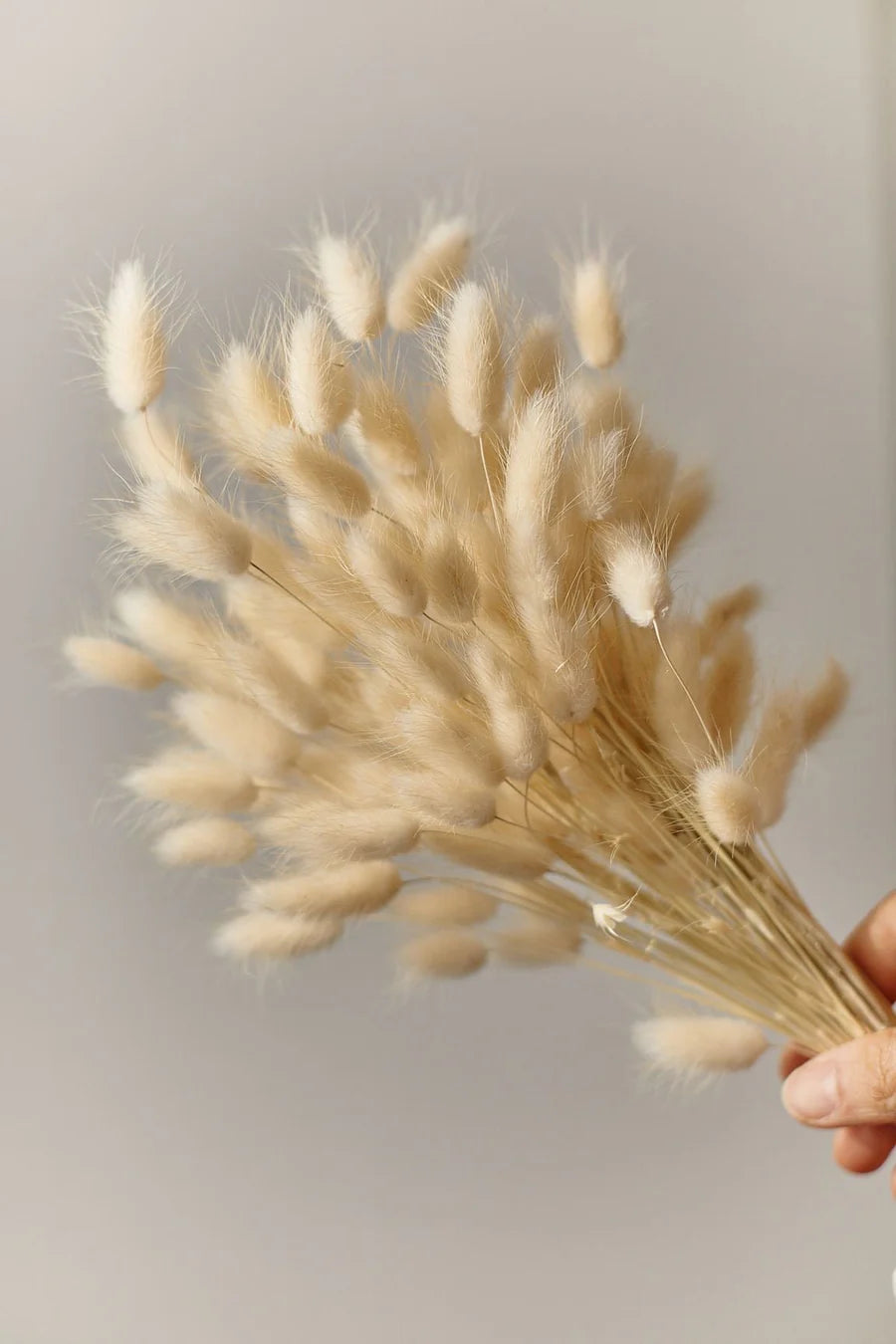 Dried Bunny Tails- Lagurus Natural