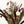 Load image into Gallery viewer, Wonderful purple bouquet of dried flowers . Sustainably grown and dried 
